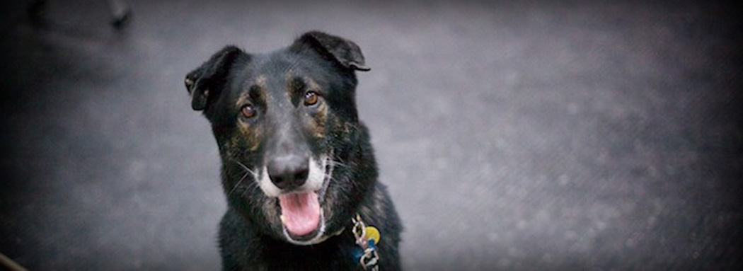 Rescue4Dogs.com