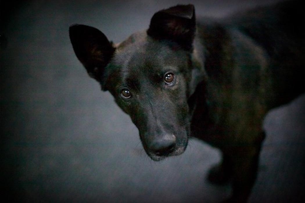Rescue4Dogs