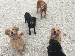 Golden & Black Labrador Retrievers